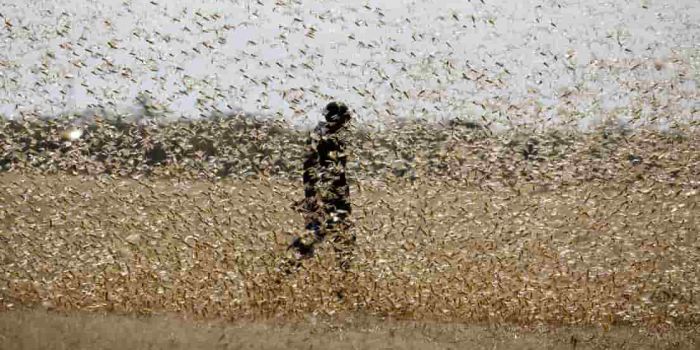 Africa. La terrificante e drammatica piaga della locuste mostra all'umanità l'impatto del cambiamento climatico Africa. La terrificante e drammatica piaga della locuste mostra all'umanità l'impatto del cambiamento climatico