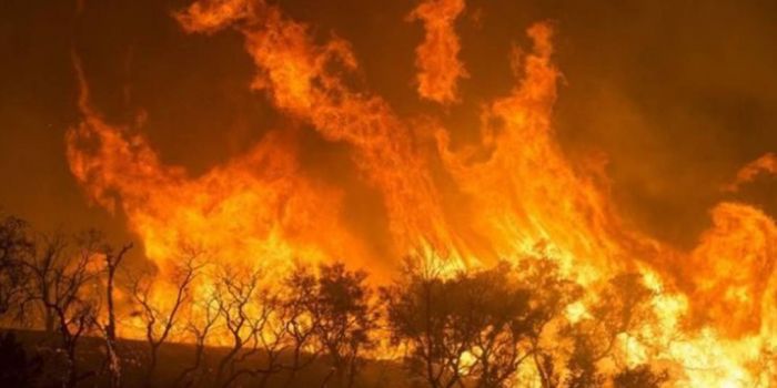 Risultati immagini per foresta pluviale africa incendio
